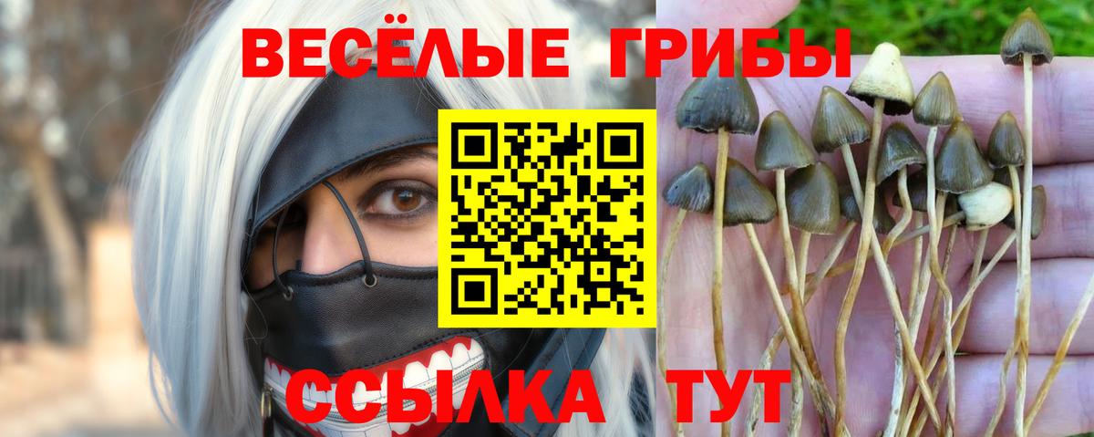 где можно купить   Вход с VPN  Кандалакша  Галлюциногенные грибы Magic Shrooms 
